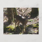 Carte postale Deer (Devant)