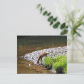 CARTE POSTALE DEER (Debout devant)