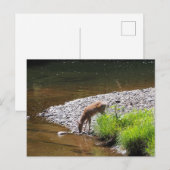 CARTE POSTALE DEER (Devant / Derrière)