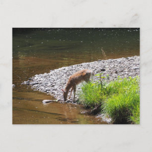 CARTE POSTALE DEER