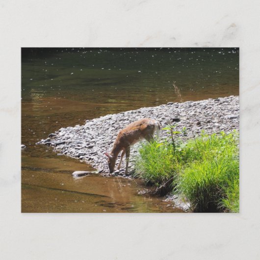 CARTE POSTALE DEER (Devant)