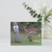 Carte postale Deer (Debout devant)