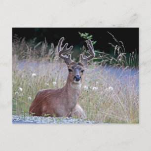 Carte Postale Deer Buck S'allonge
