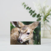 Carte Postale Deer Closeup (Debout devant)