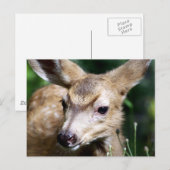 Carte Postale Deer Closeup (Devant / Derrière)