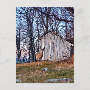 Carte Postale Deer debout près d'un versant