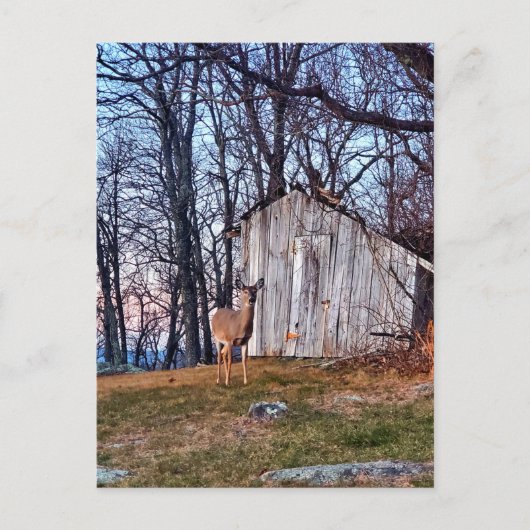 Carte Postale Deer debout près d'un versant (Devant)