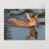 Carte Postale Deer Fawn | Minnesota (Devant)