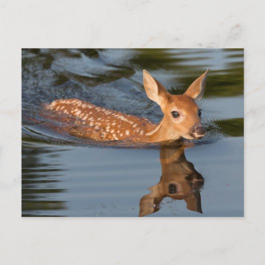 Carte Postale Deer Fawn | Minnesota (Devant)