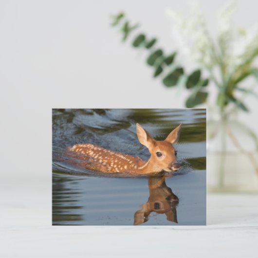 Carte Postale Deer Fawn | Minnesota (Debout devant)