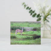 Carte postale Deer in Field (Debout devant)