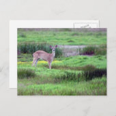 Carte postale Deer in Field (Devant / Derrière)