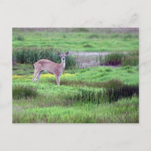 Carte postale Deer in Field