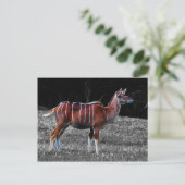 Carte Postale Deer Kudu (Debout devant)