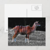 Carte Postale Deer Kudu (Devant / Derrière)