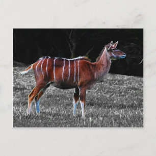 Carte Postale Deer Kudu