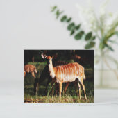 Carte Postale Deer Me Nyala (Debout devant)