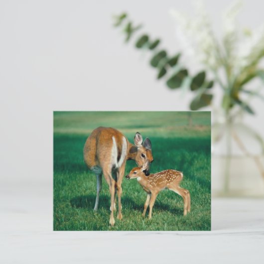 Carte Postale Deer Mother & Fawn (Debout devant)