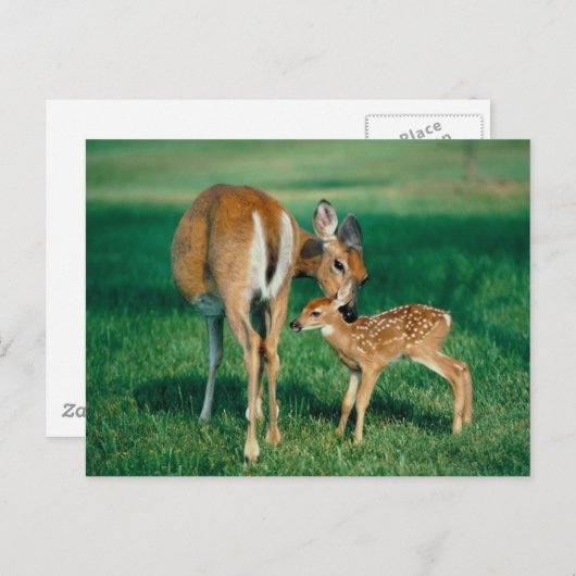 Carte Postale Deer Mother & Fawn (Devant / Derrière)