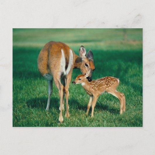 Carte Postale Deer Mother & Fawn (Devant)