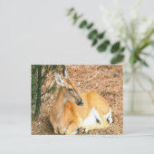 Carte postale Deer Photo (Debout devant)
