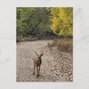Carte postale Deer Photo