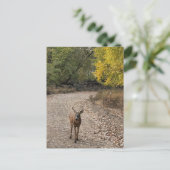 Carte postale Deer Photo (Debout devant)