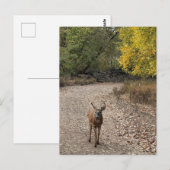 Carte postale Deer Photo (Devant / Derrière)