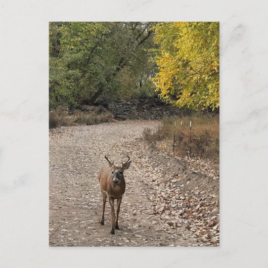 Carte postale Deer Photo (Devant)