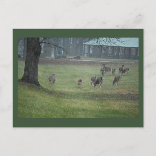 Carte postale Deer Photo