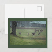 Carte postale Deer Photo (Devant / Derrière)