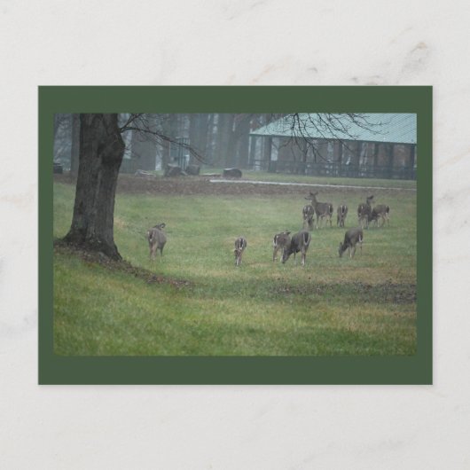 Carte postale Deer Photo (Devant)