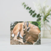 Carte postale Deer Photo (Debout devant)