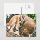 Carte postale Deer Photo (Devant / Derrière)
