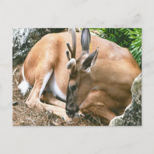 Carte postale Deer Photo
