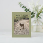 Carte postale Deer Photo (Debout devant)