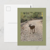 Carte postale Deer Photo (Devant / Derrière)