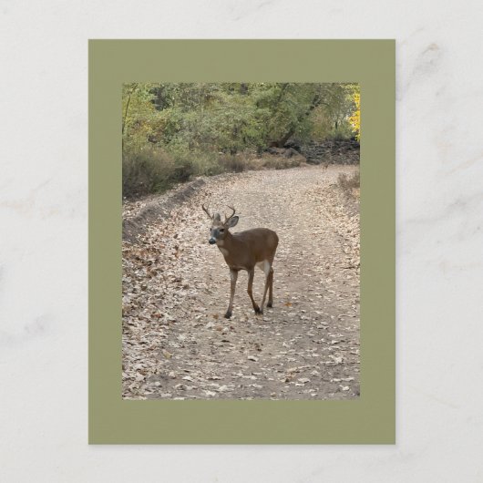 Carte postale Deer Photo (Devant)