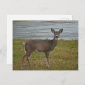 Carte postale Deer Photo (Devant / Derrière)