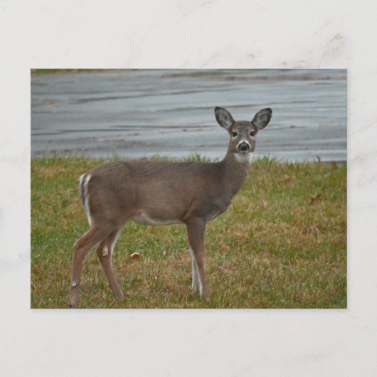 Carte postale Deer Photo (Devant)