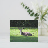Carte postale Deer Rest Lawn (Debout devant)