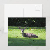Carte postale Deer Rest Lawn (Devant / Derrière)