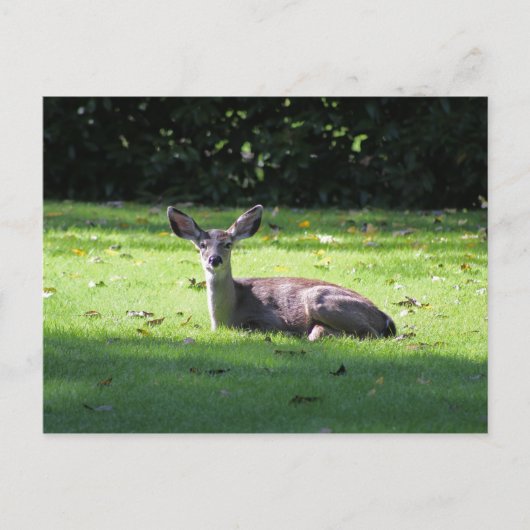 Carte postale Deer Rest Lawn (Devant)
