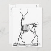 Carte postale Deer Skeleton (Devant / Derrière)