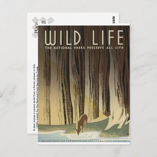 Carte Postale Deer & Stream (Devant / Derrière)