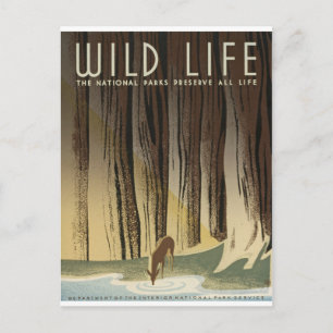 Carte Postale Deer & Stream