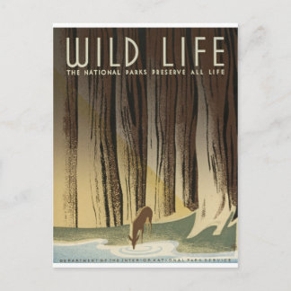 Carte Postale Deer & Stream