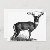 Carte Postale deergif (Devant / Derrière)