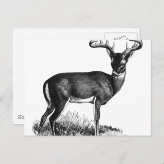 Carte Postale deergif (Devant / Derrière)