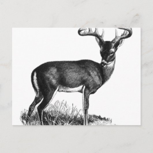Carte Postale deergif (Devant)